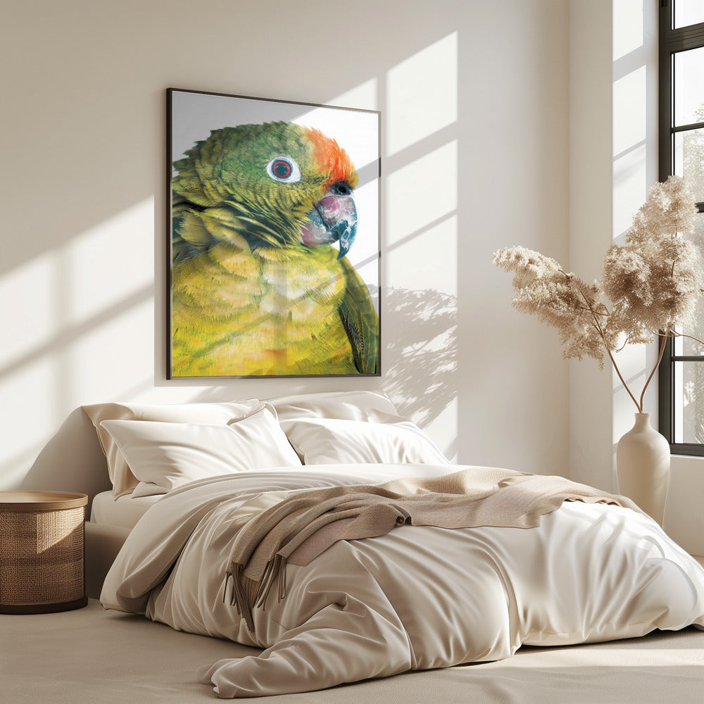 Vibrant Parrot Glance | Poster