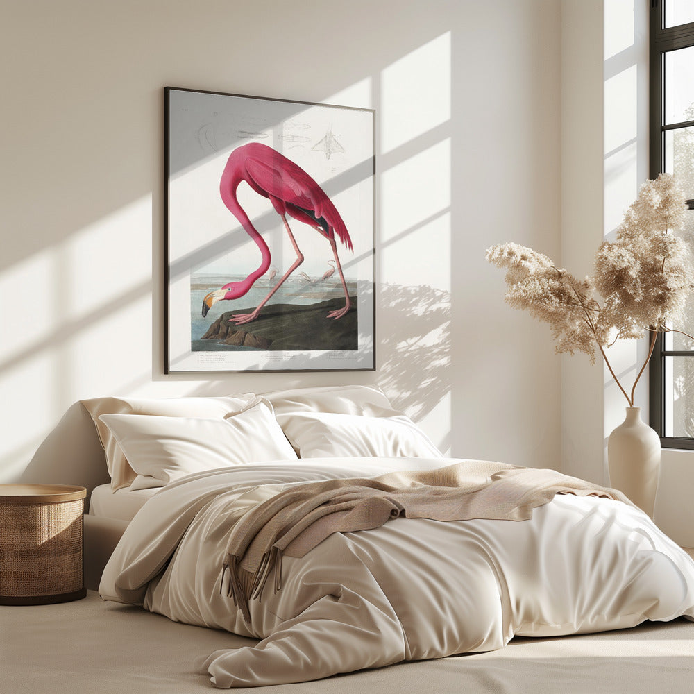 Pink Flamingo From Birds of America (1827) | Poster