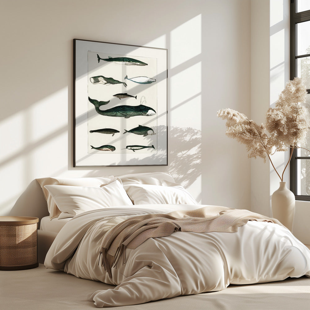 Vintage Whale Poster | Poster