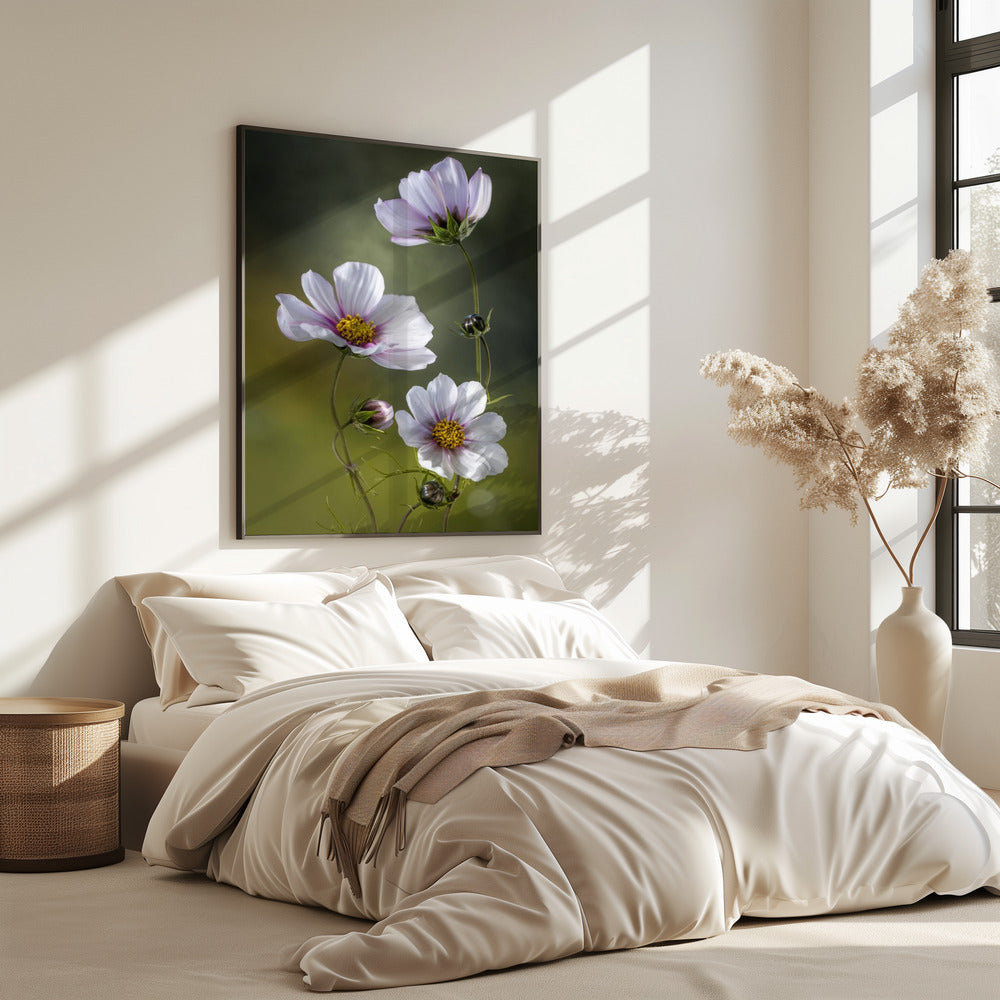 Cosmos | Papermoon24 – papermoon-design