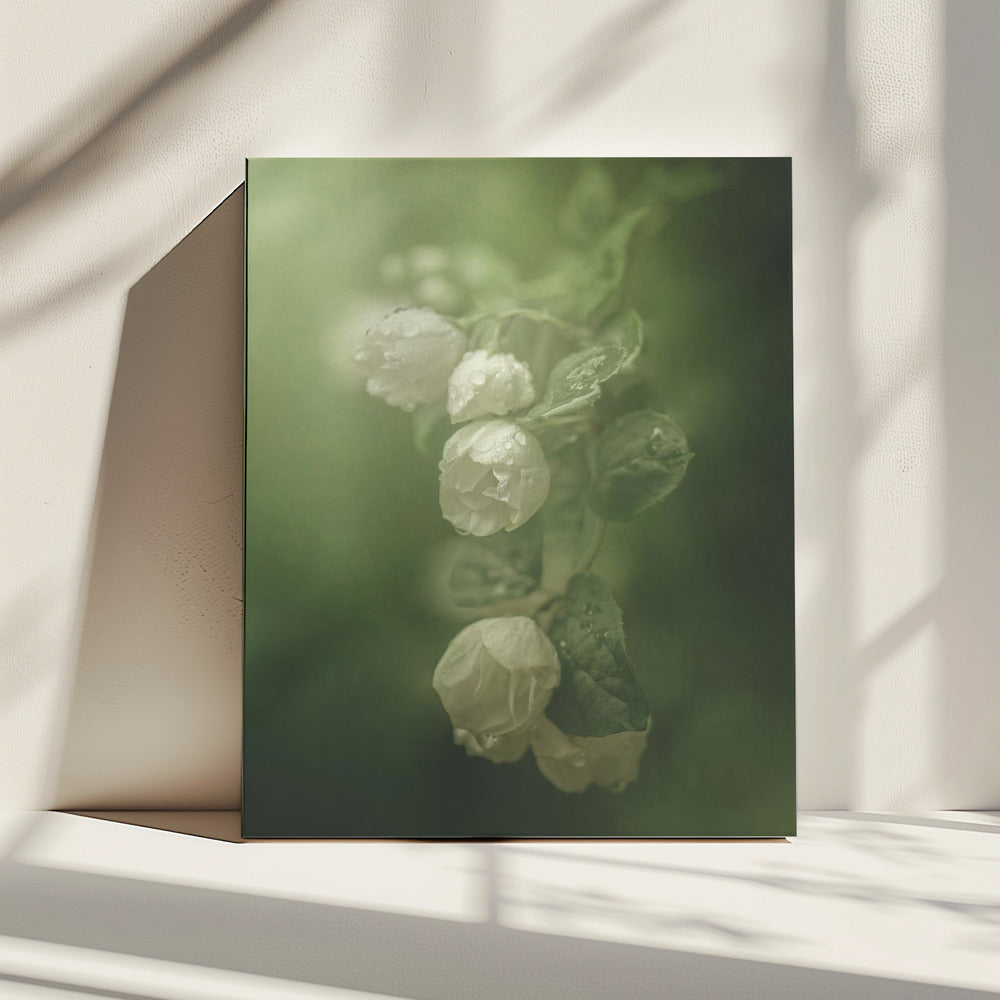 Jasmine | Canvas