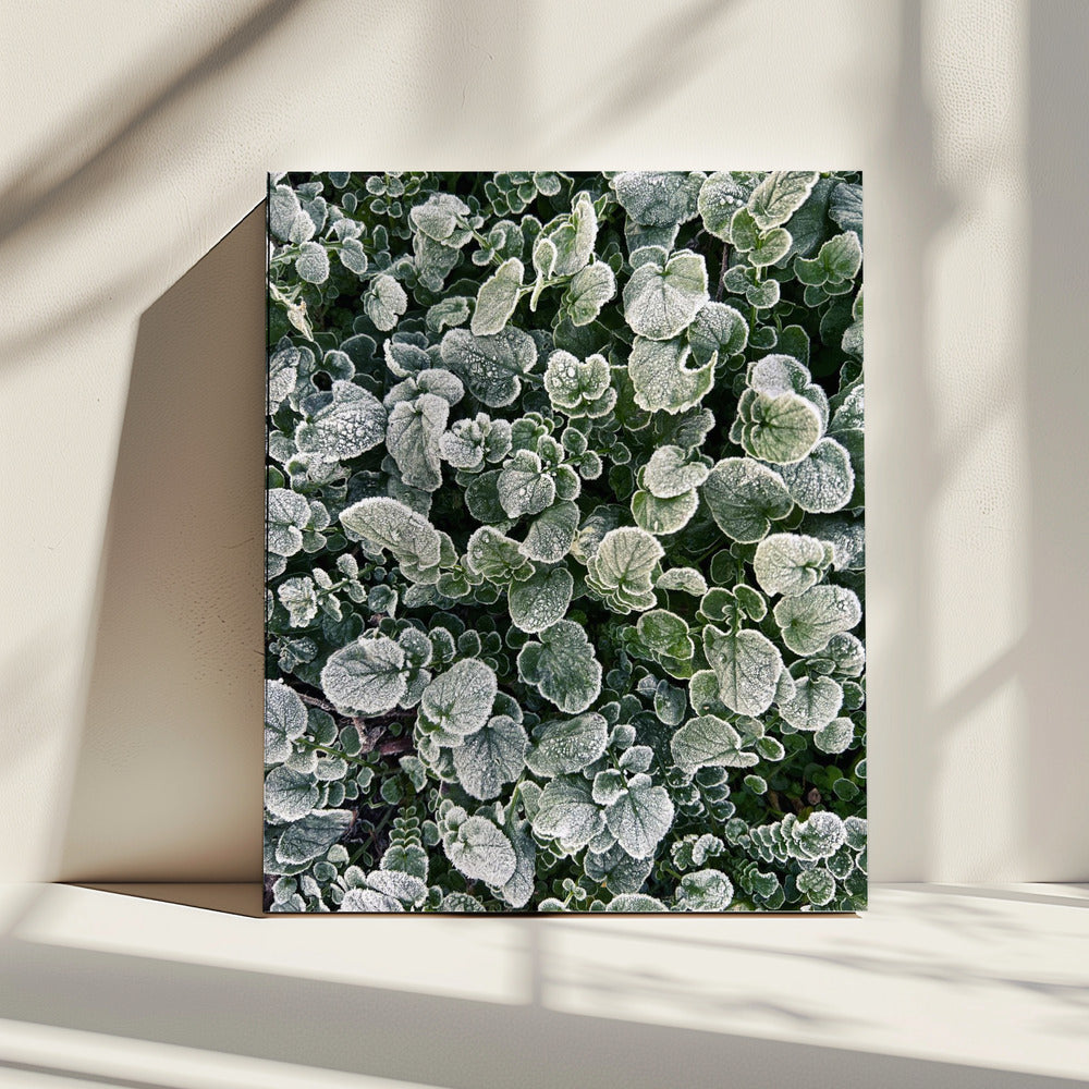 Frosted | Canvas