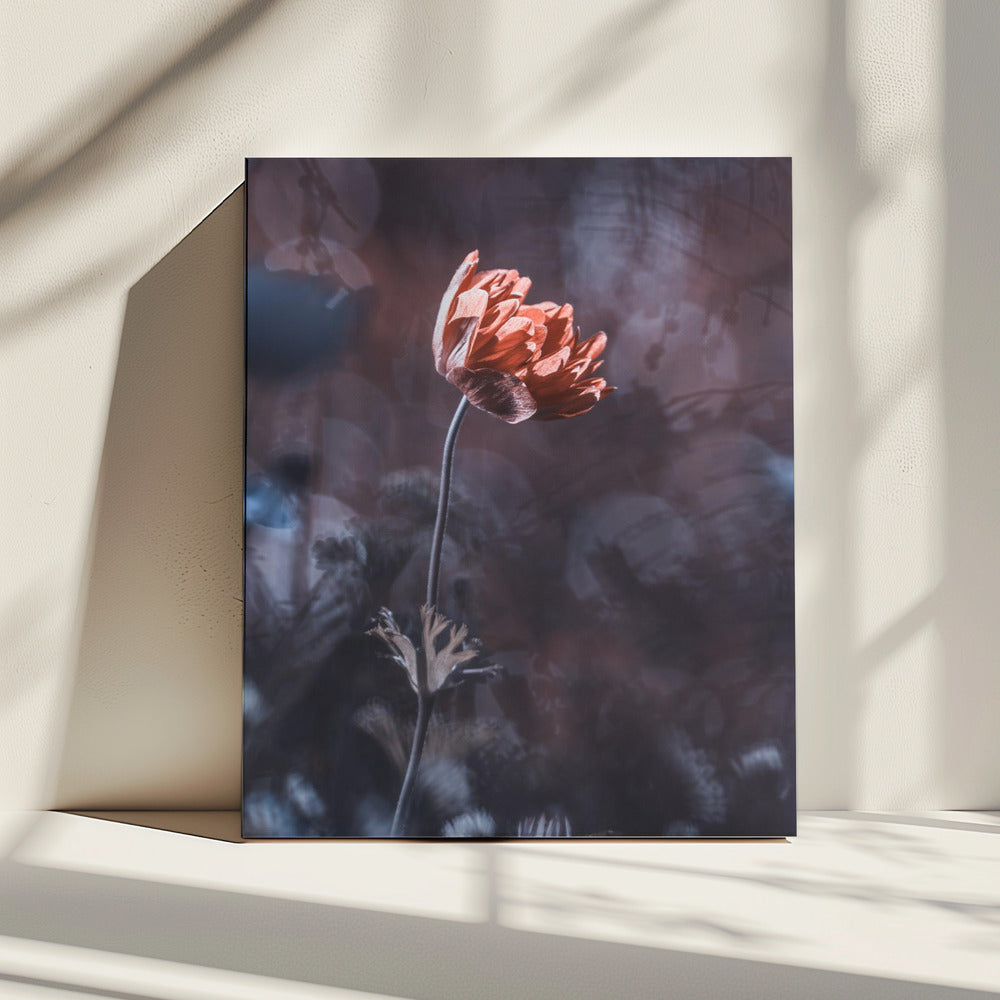 Elegance | Canvas