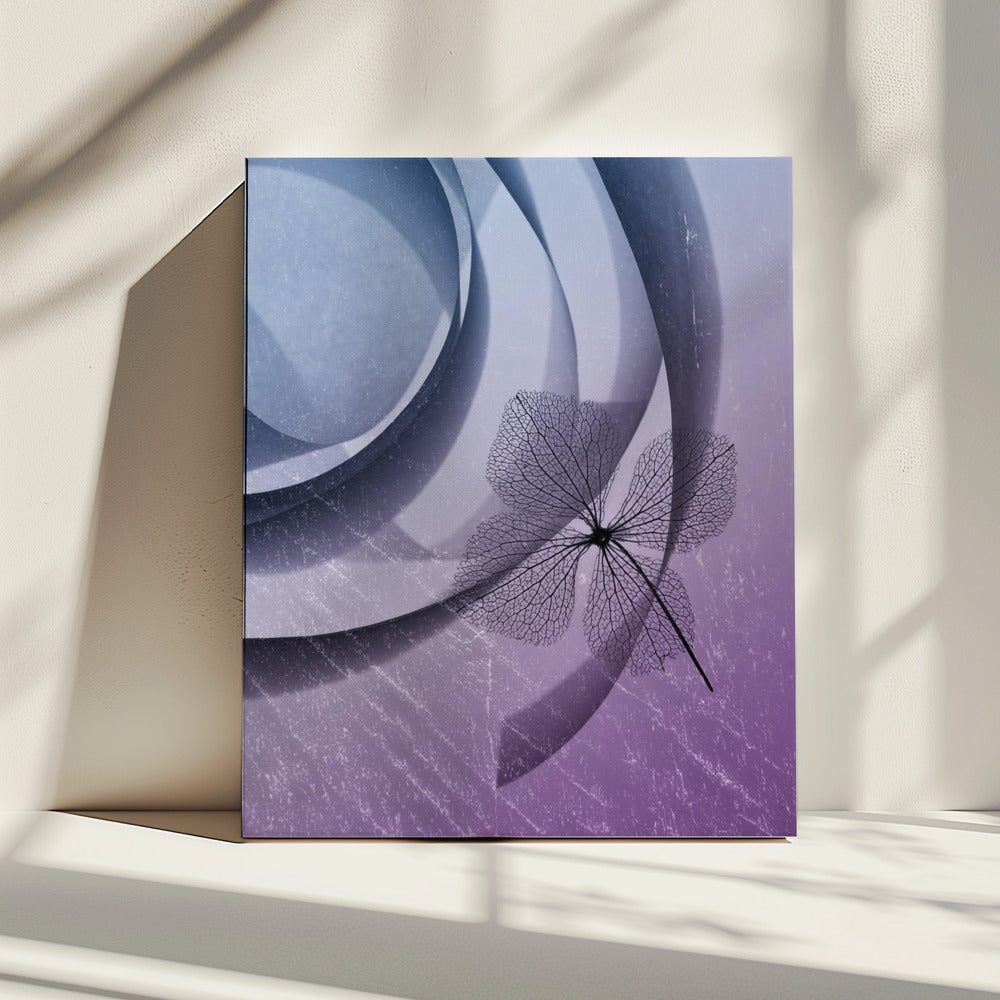 Hydrangea | Canvas