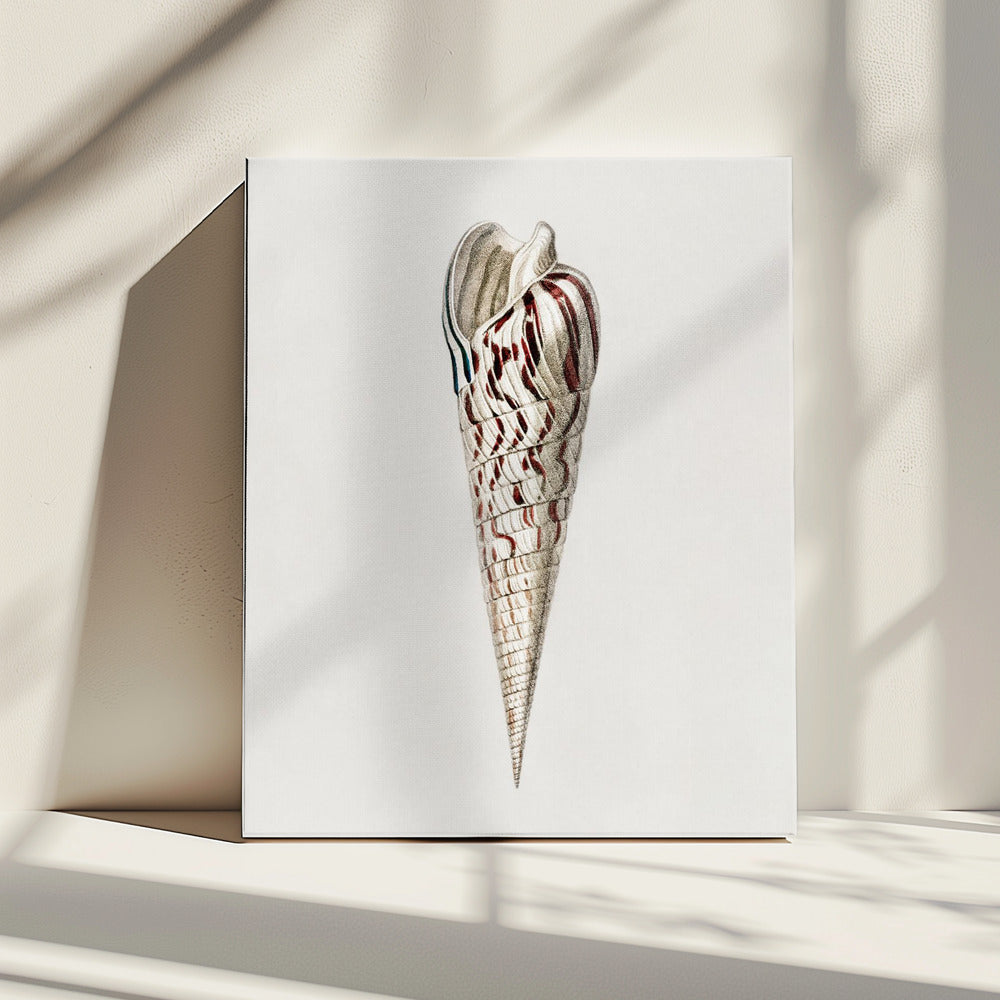 Mollusks Crop III | Canvas