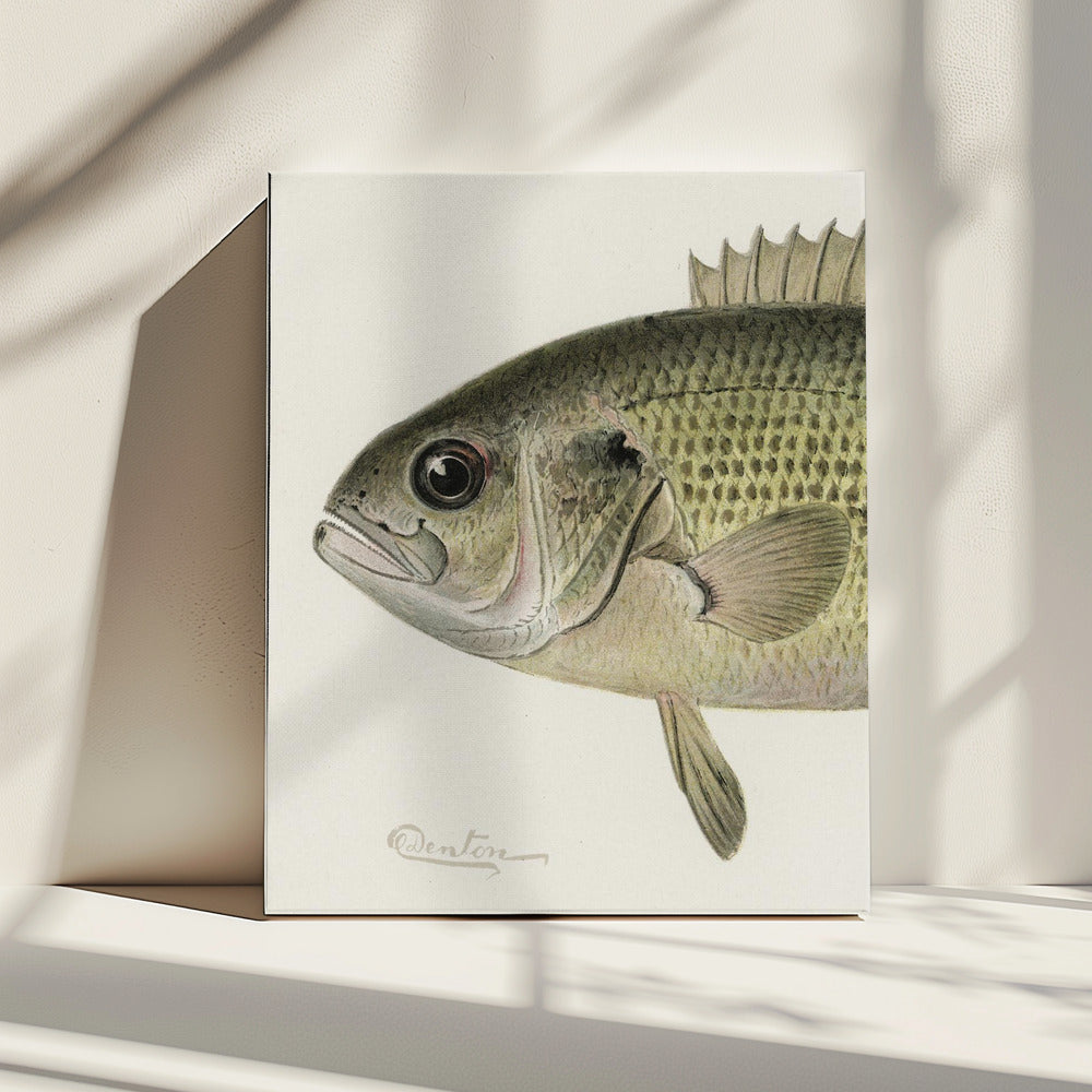 Rock Bass Crop | Canvas