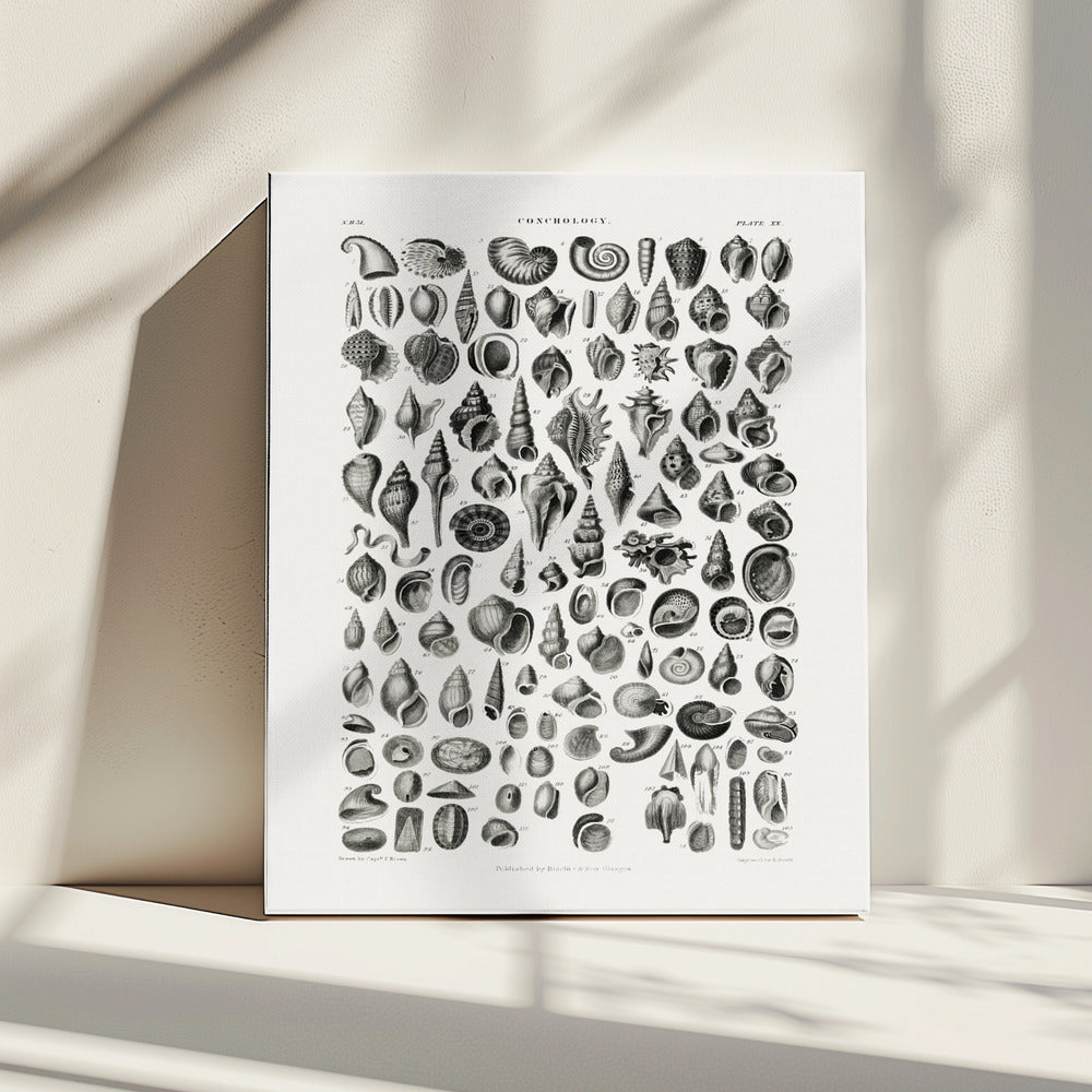 Sealife III | Canvas