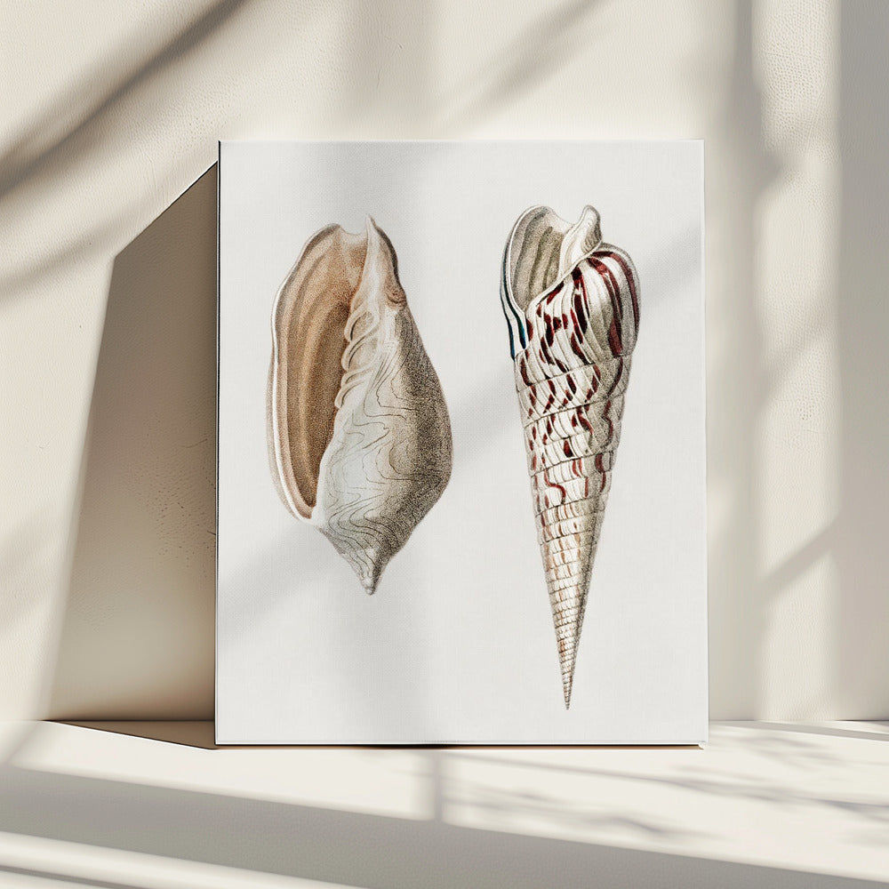 Two Mollusks Crop II | Canvas