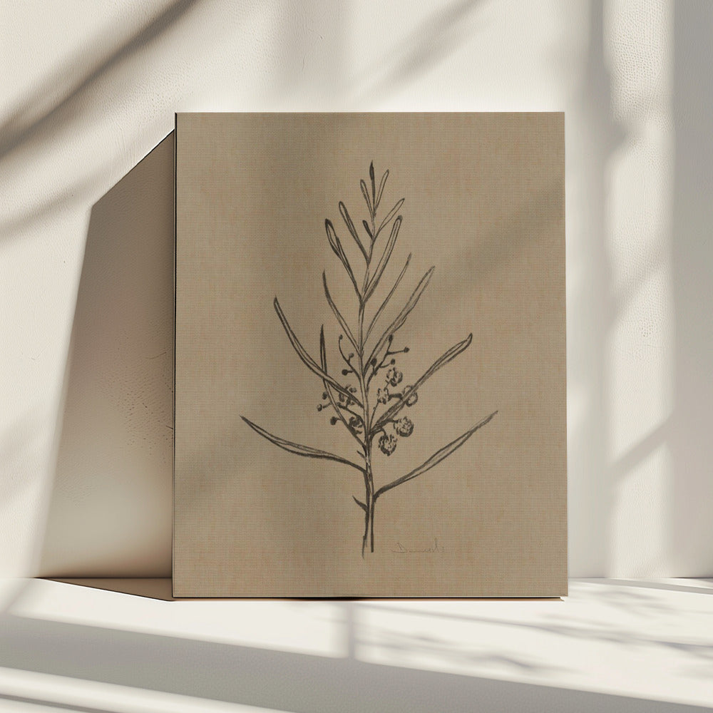 Blackwood Sapling | Canvas