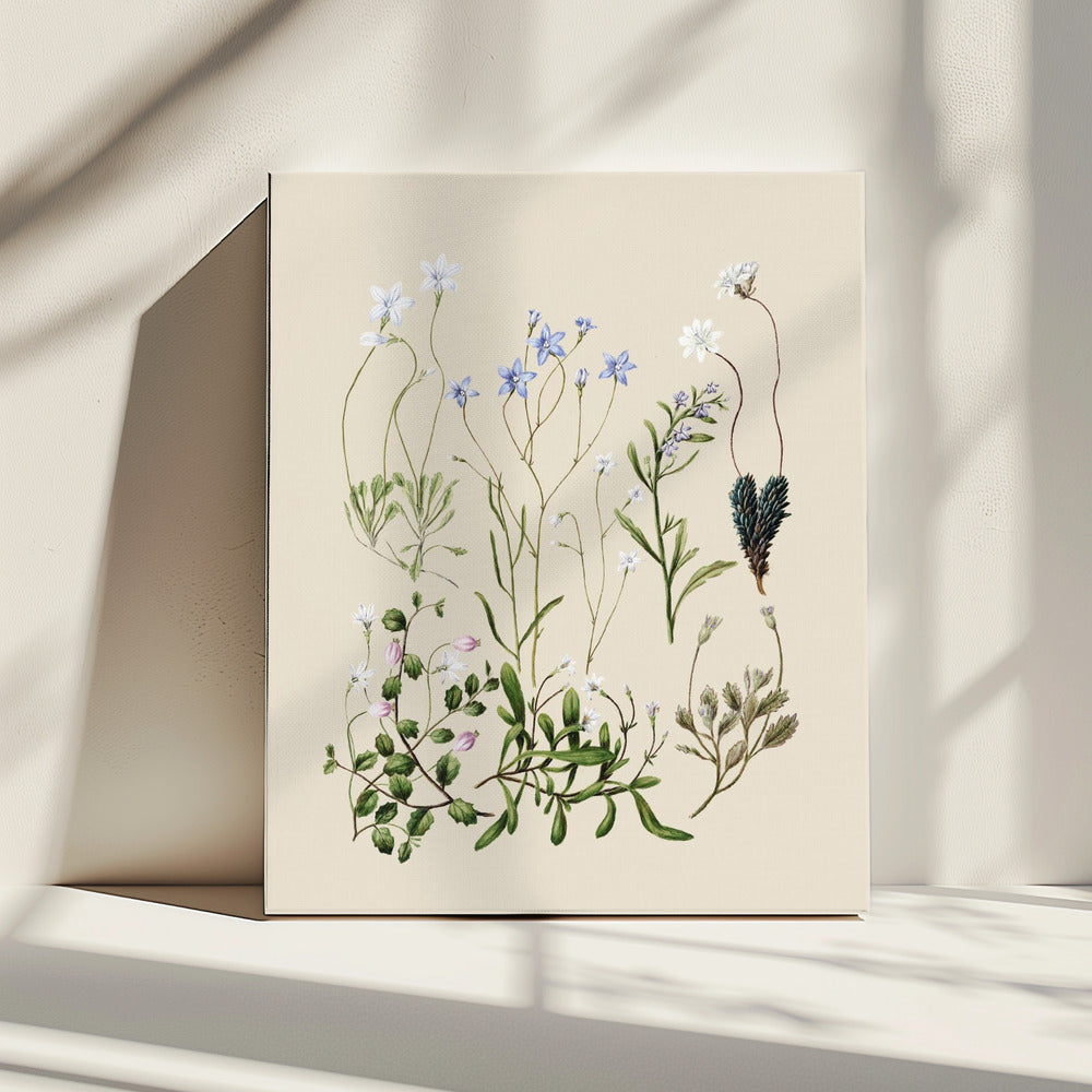 Wahlenbergias Drawn | Canvas