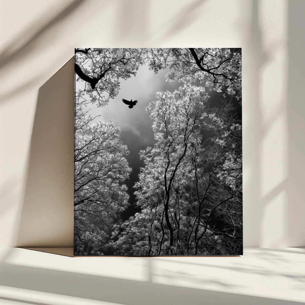 Flight | Canvas
