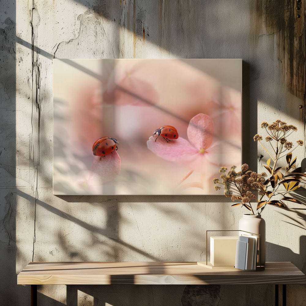 Ladybirds on pink hydrangea. | Canvas