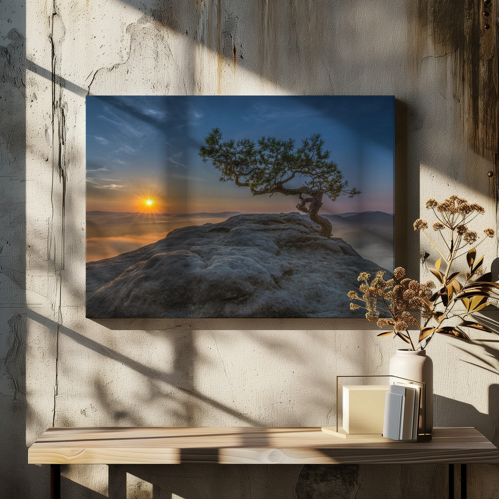 Old pine | Canvas