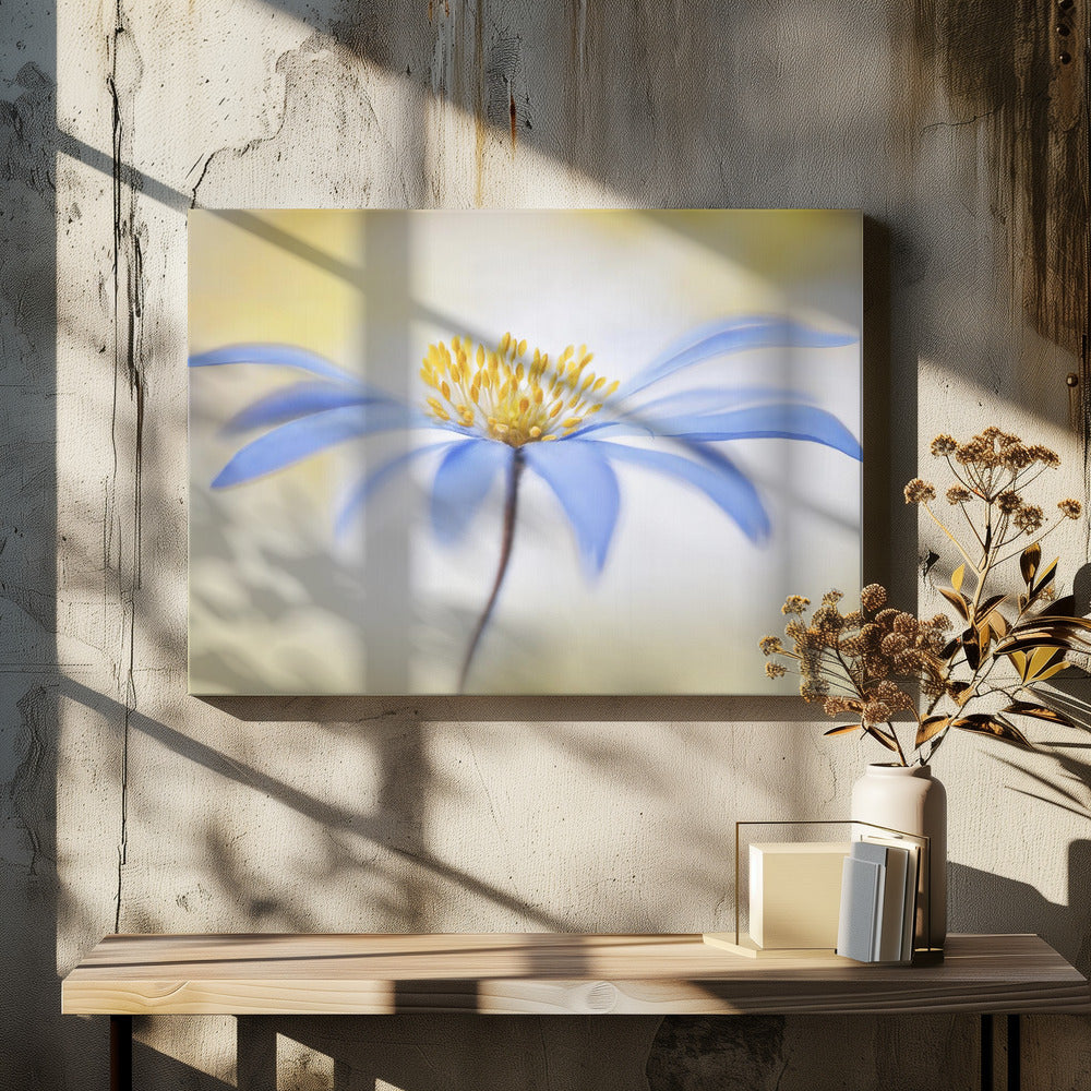 Anemone | Canvas