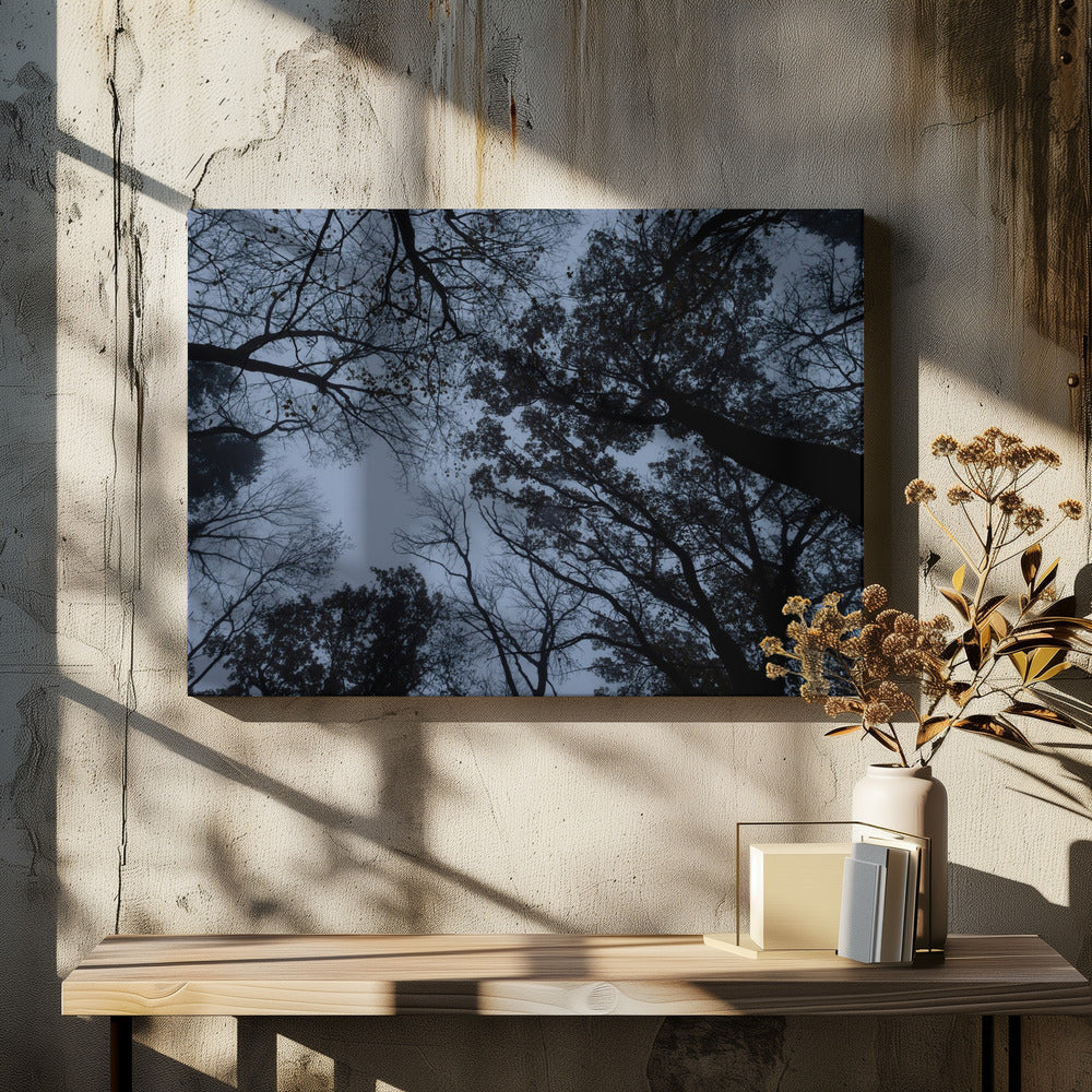 Looking Up 1 | Canvas