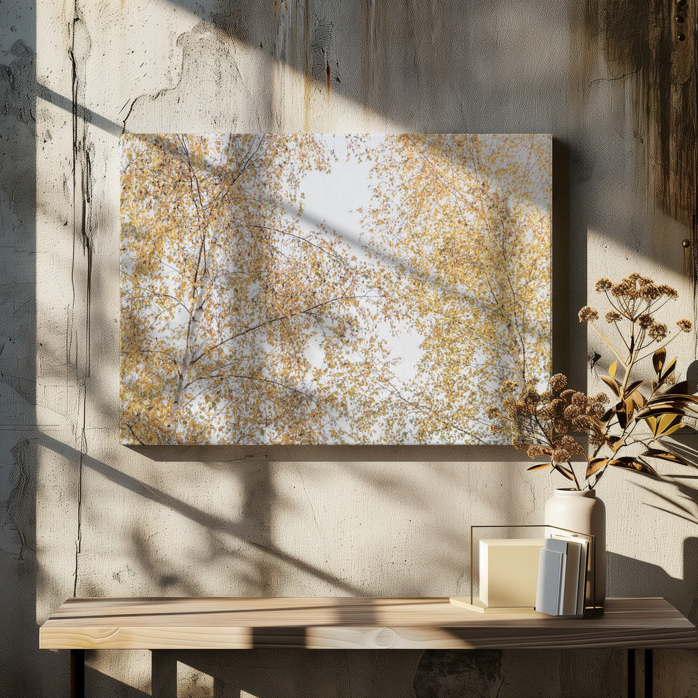 Birch Trees | Canvas