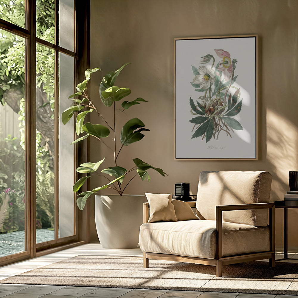 Christmas Rose (helleborus Niger)  Medical Botany | Poster