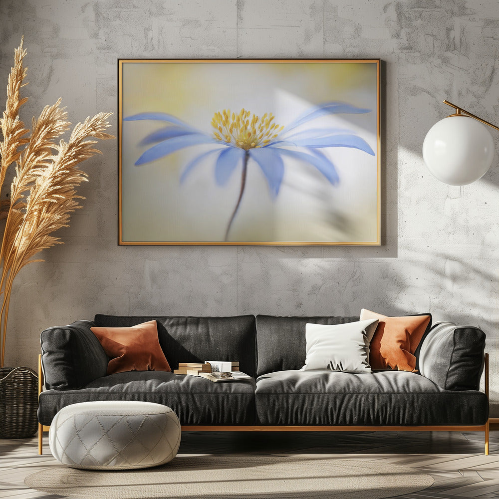 Anemone | Canvas