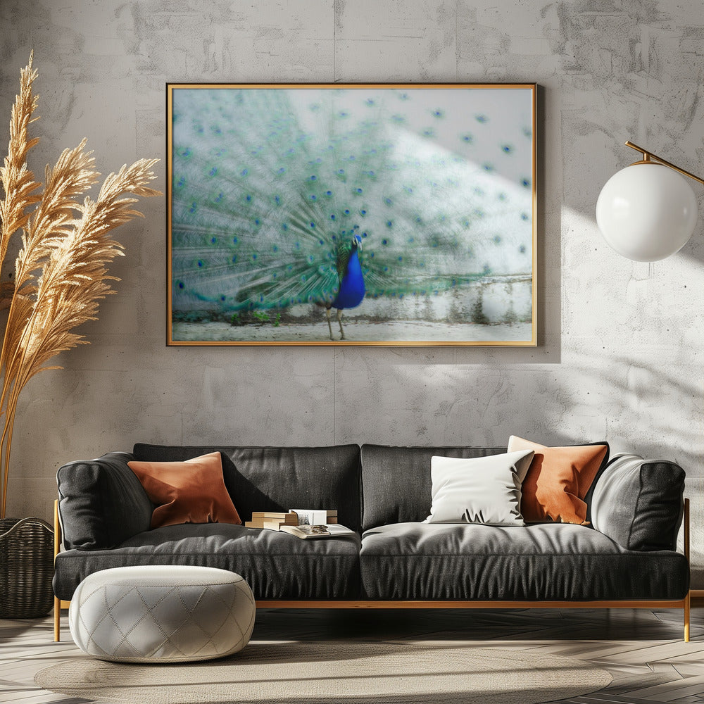 Peacock | Poster