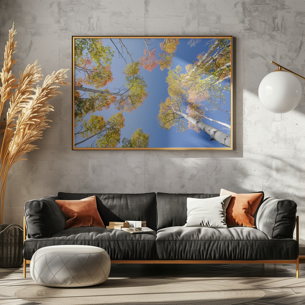 Autumn Birchs | Canvas