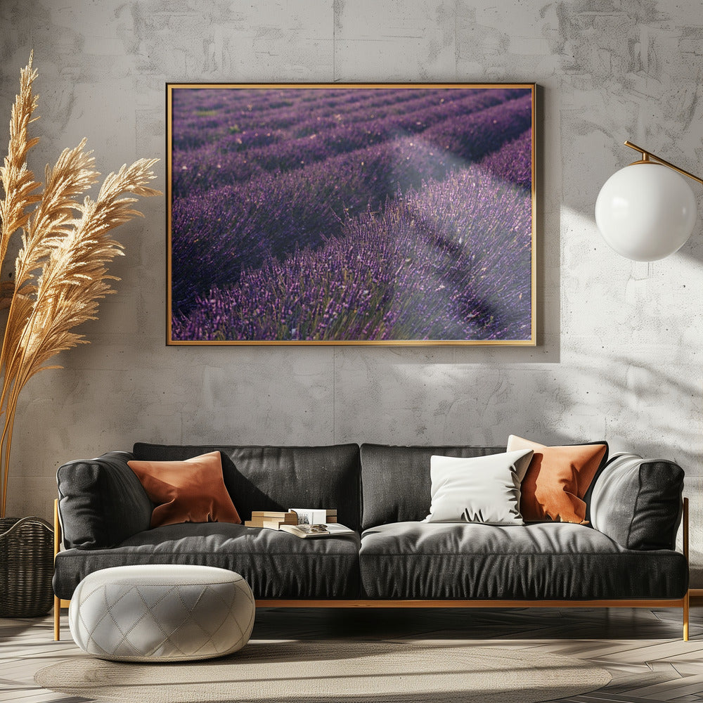 Provence Lavender | Canvas