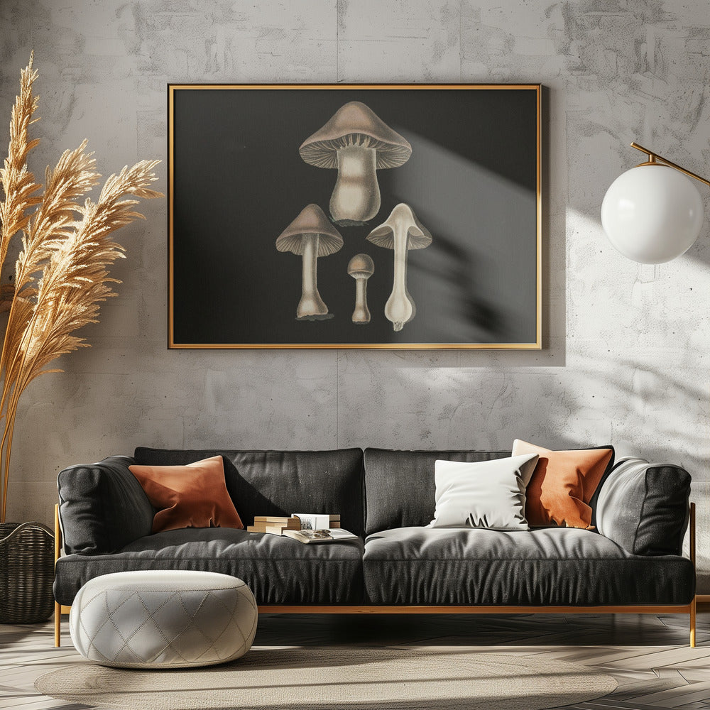 Agaricus Bulbosus  Dark Background | Poster