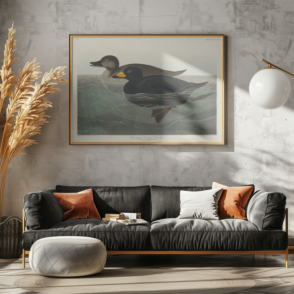 American Scoter Duck From Birds of America (1827) | Poster