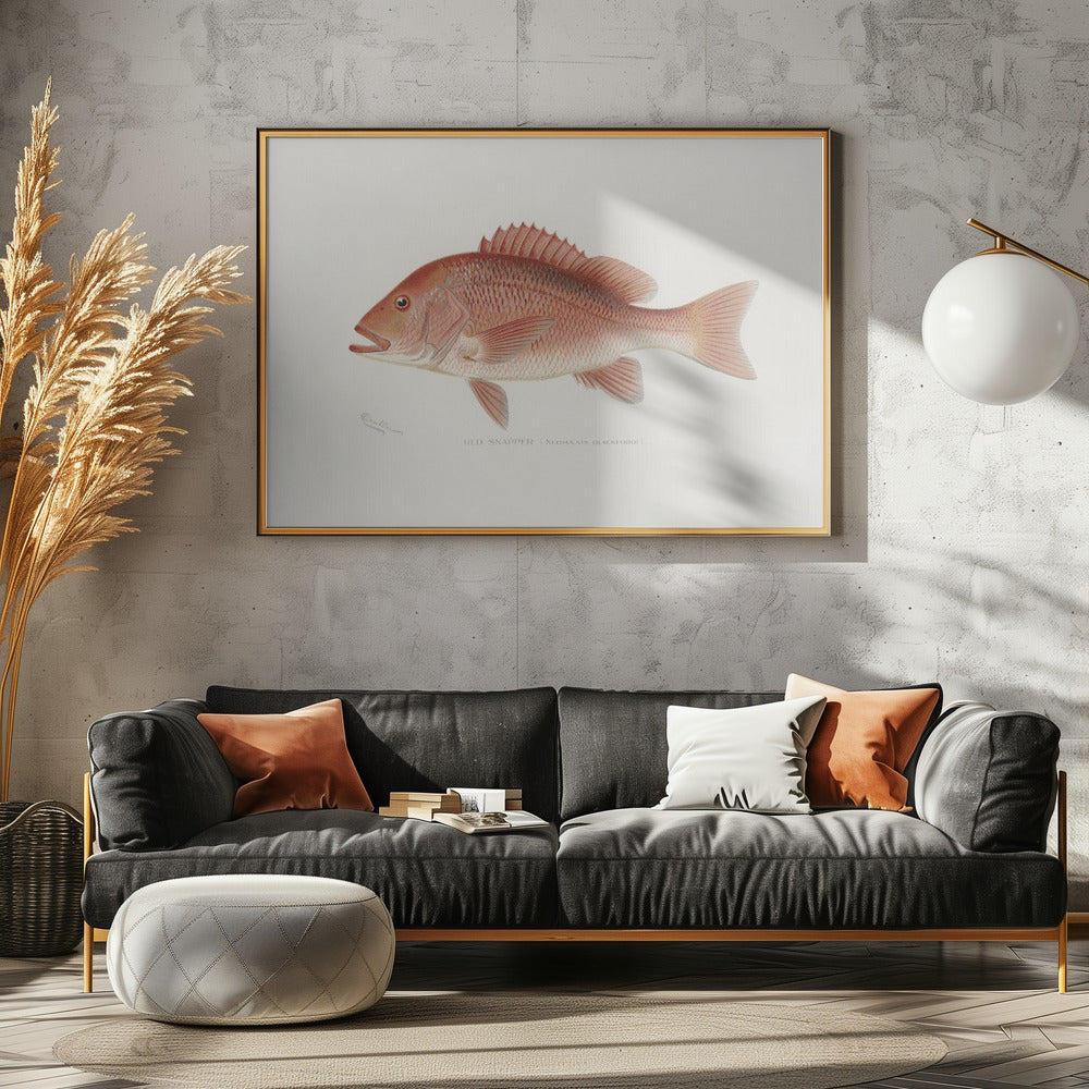 Red Snapper | Canvas