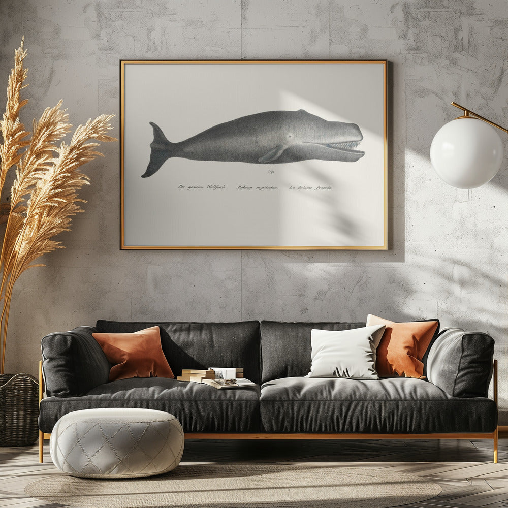 Whale Ii Antique Handcolored Sealife Lithograph 1824 | Poster