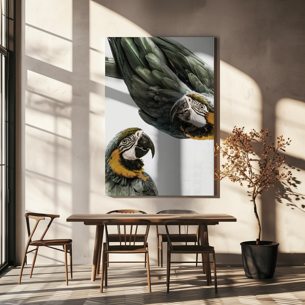 Vibrant Parrot Duo | Canvas