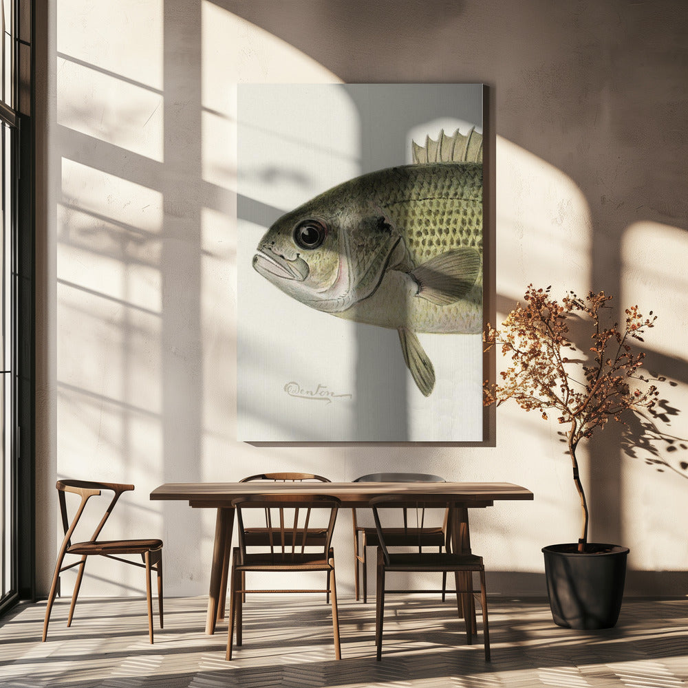 Rock Bass Crop | Canvas