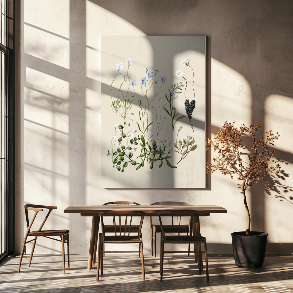 Wahlenbergias Drawn | Canvas