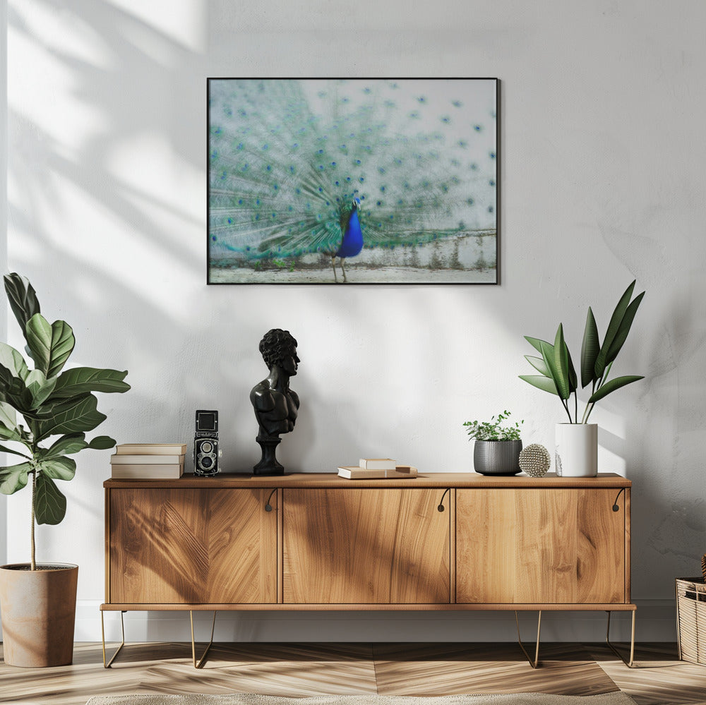 Peacock | Poster