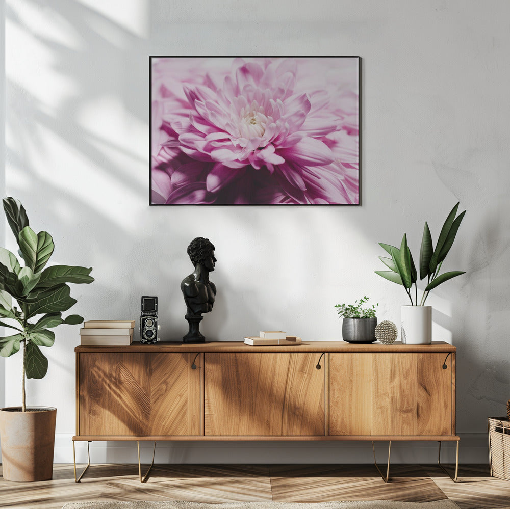 pink Chrysanthemum Blossom | Poster
