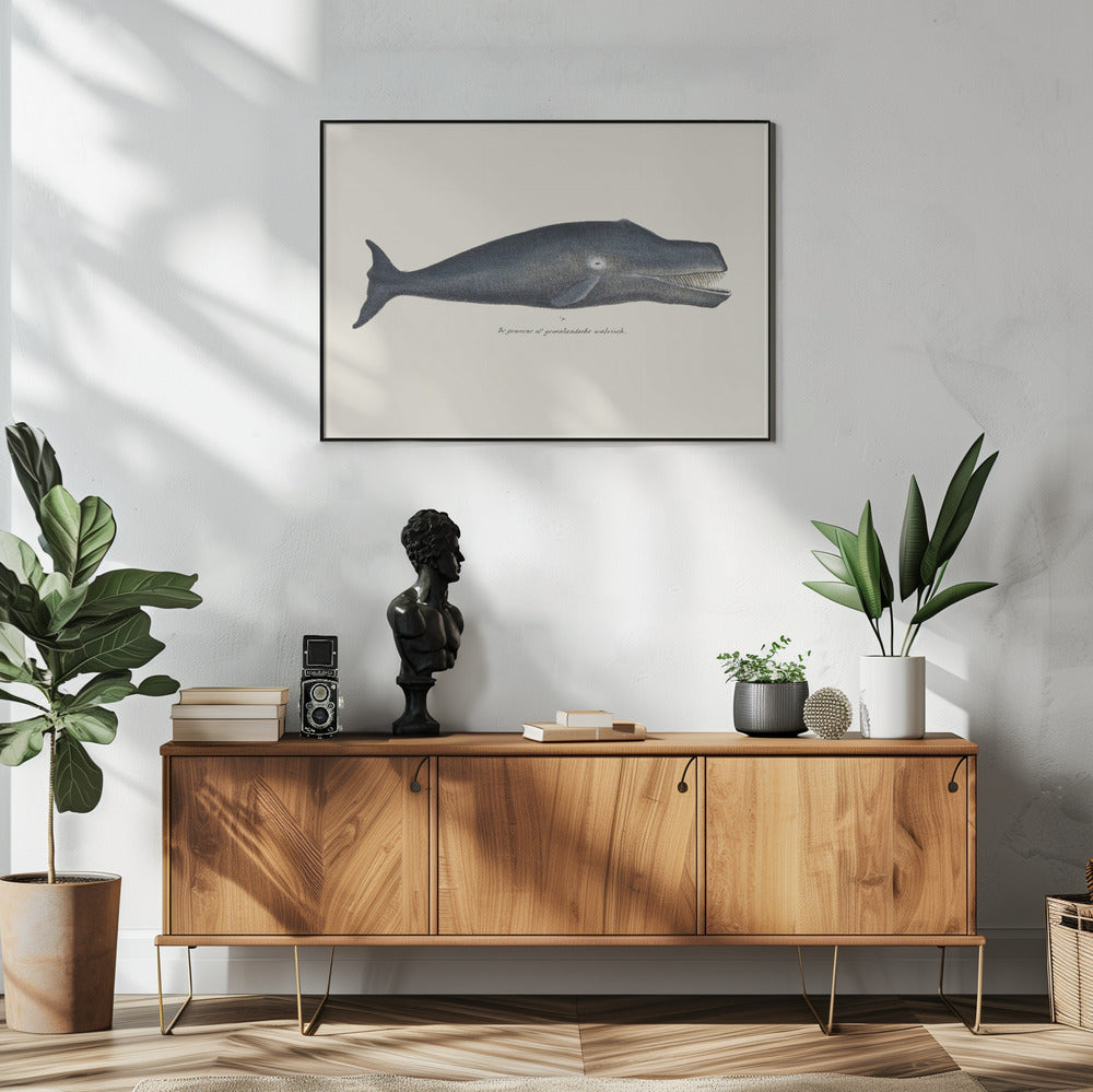 Whale I Antique Handcolored Sealife Lithograph 1824 | Poster