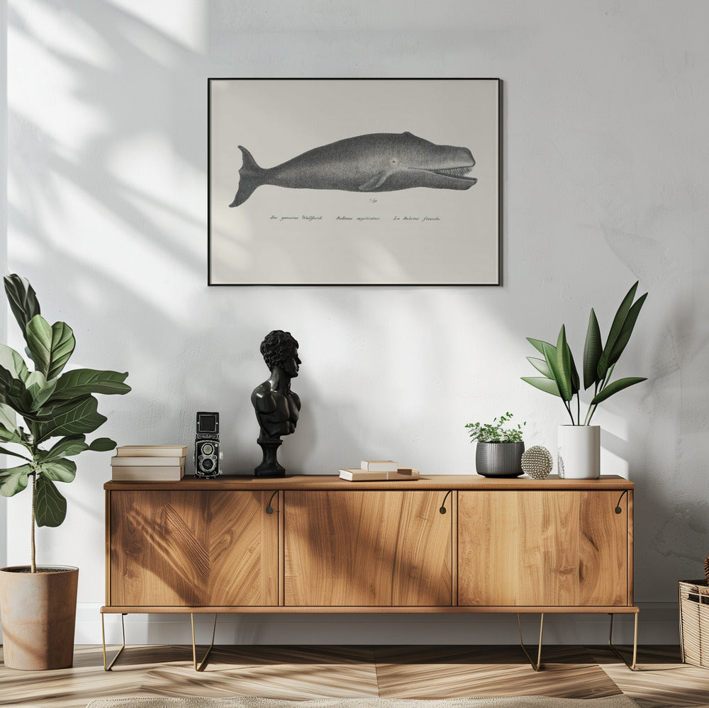 Whale Ii Antique Handcolored Sealife Lithograph 1824 | Poster