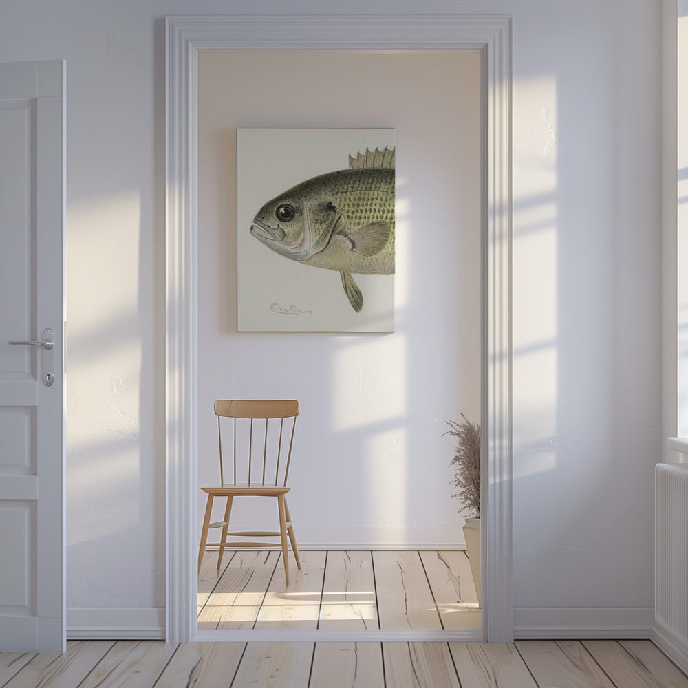 Rock Bass Crop | Canvas