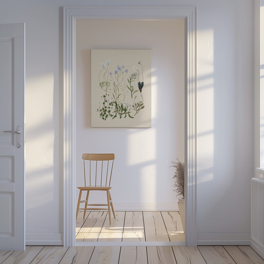 Wahlenbergias Drawn | Canvas
