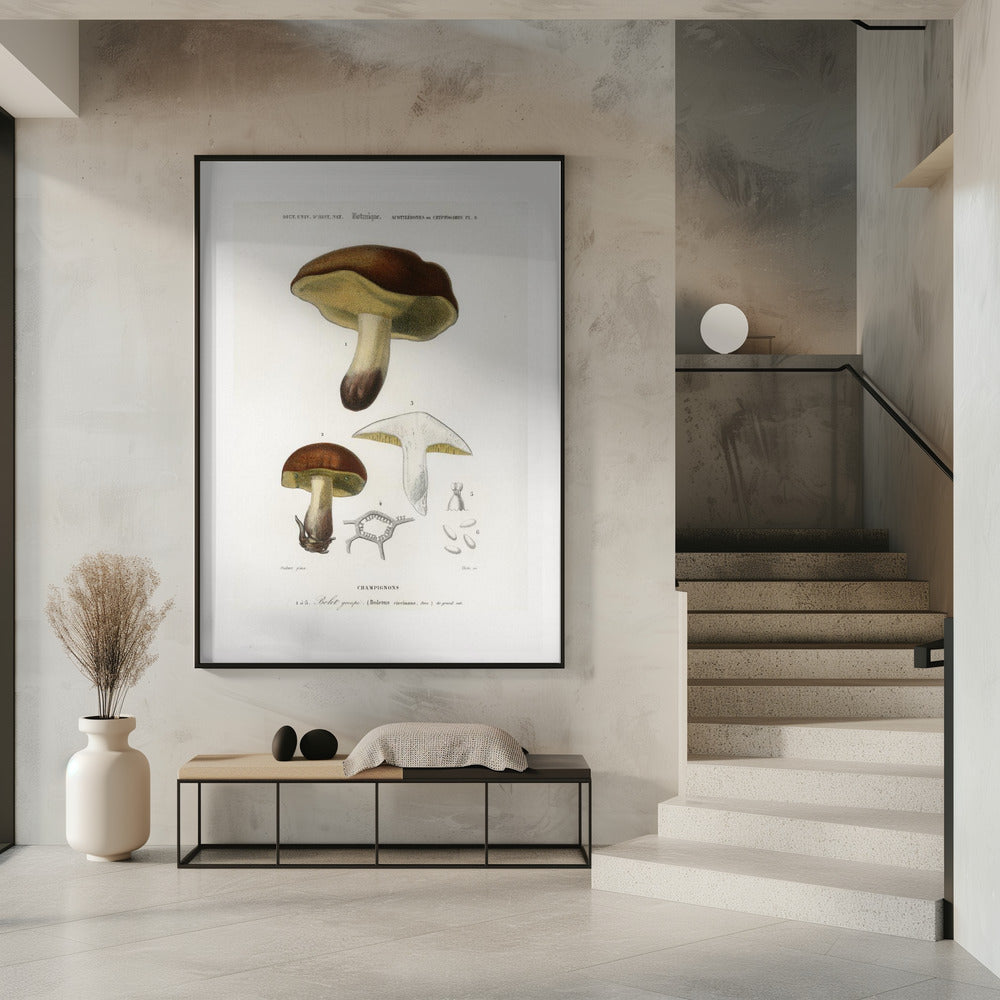 Mushroom (boletus Circinans) | Poster