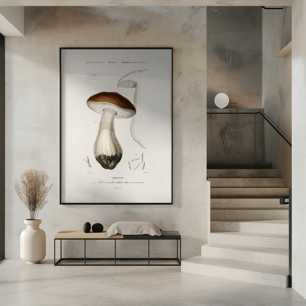 Penny Bun (boletus Edulis) | Poster