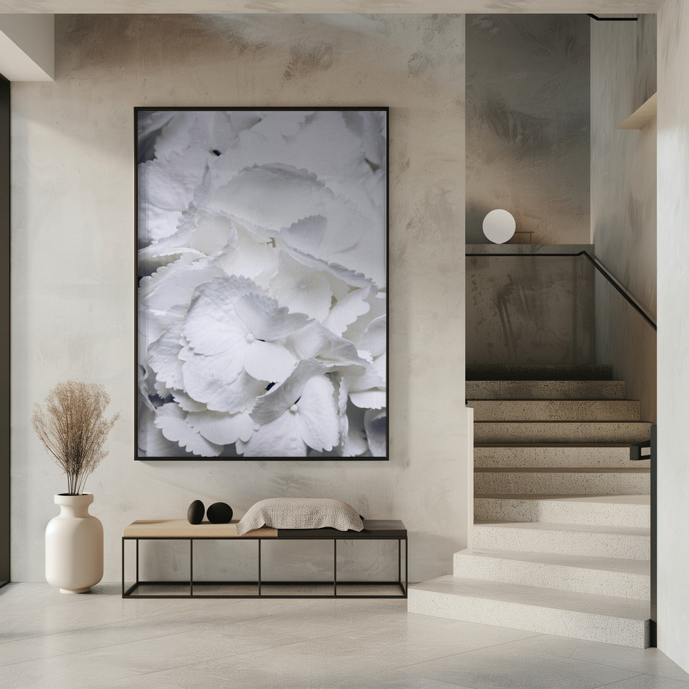 Delicate White Hydrangea Petals | Poster