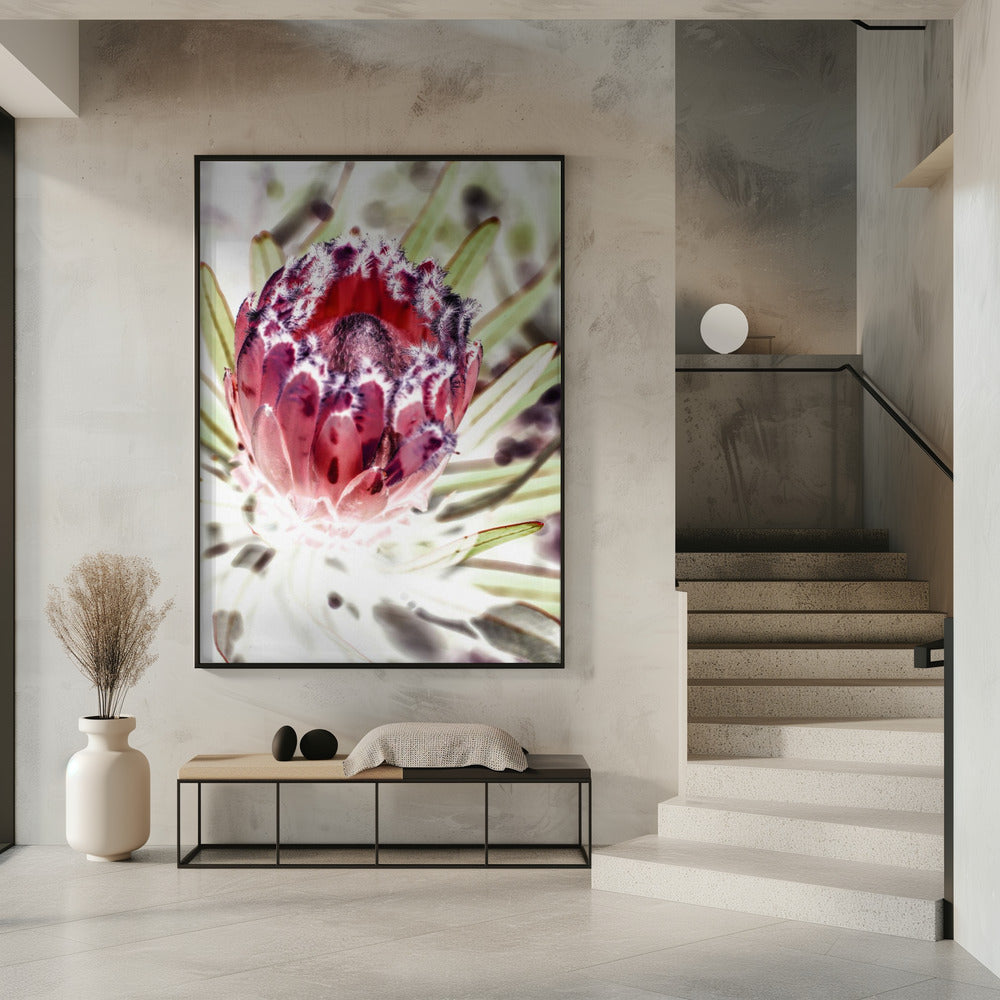 Blooming Protea Flower | Poster