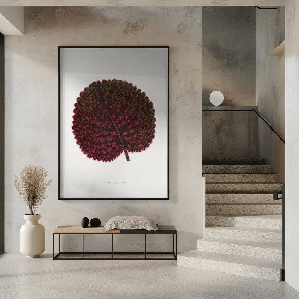 Pink Gesneria Exoniensis Leaf Illustration | Poster