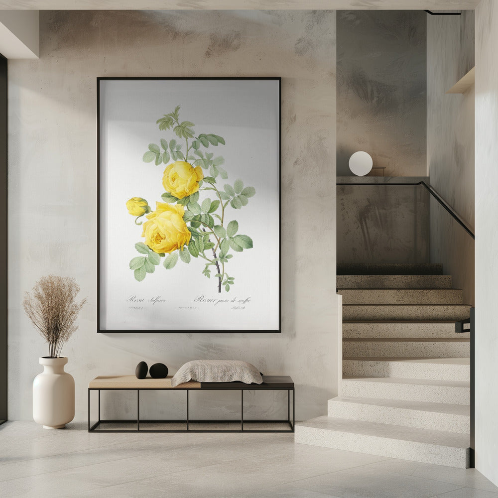 Rosa Hemisphaerica, Les Roses (1817–1824) | Poster