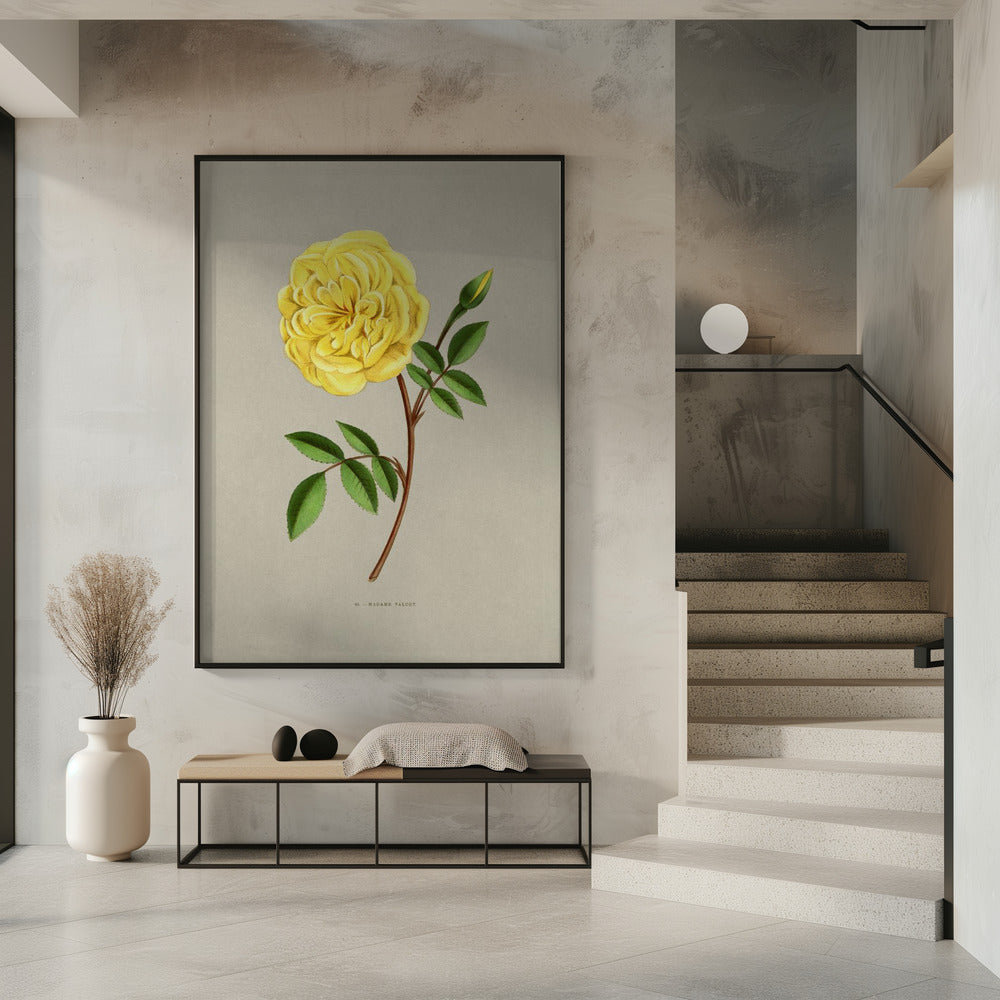 Rose Madame Falcot | Poster