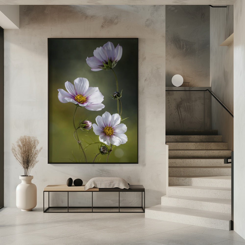 Cosmos | Papermoon24 – papermoon-design