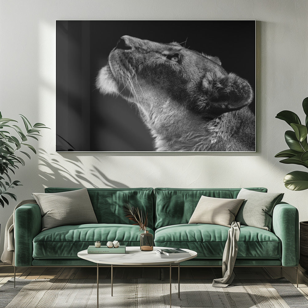 Looking Up | Canvas