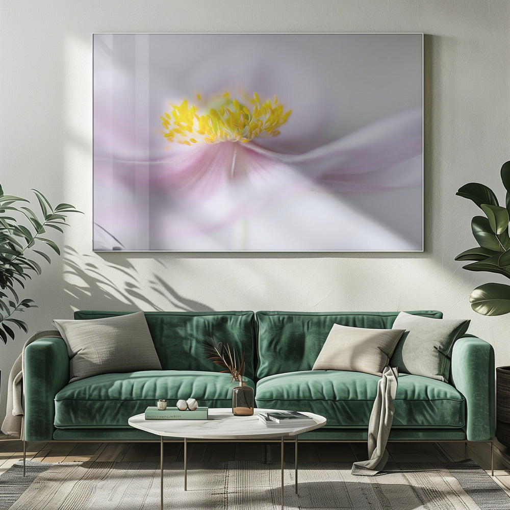 Anemone | Canvas