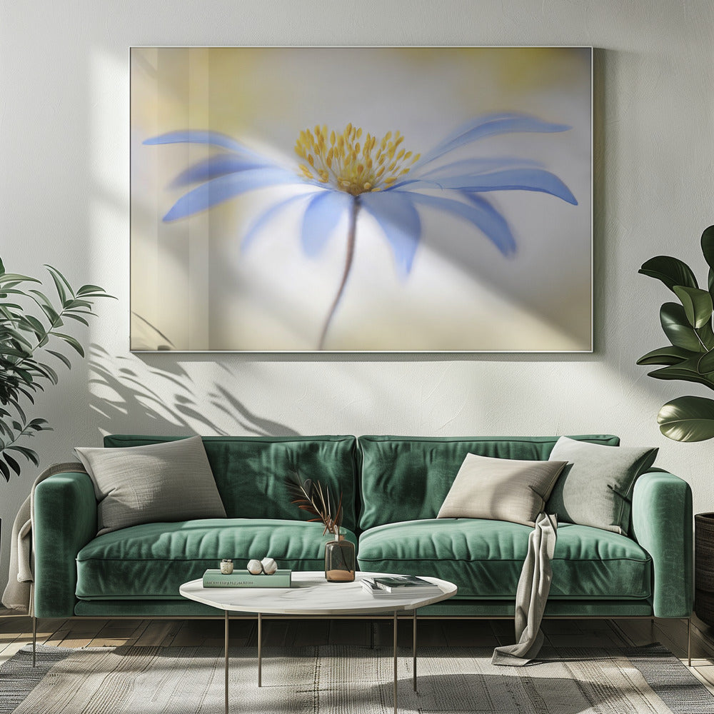 Anemone | Canvas