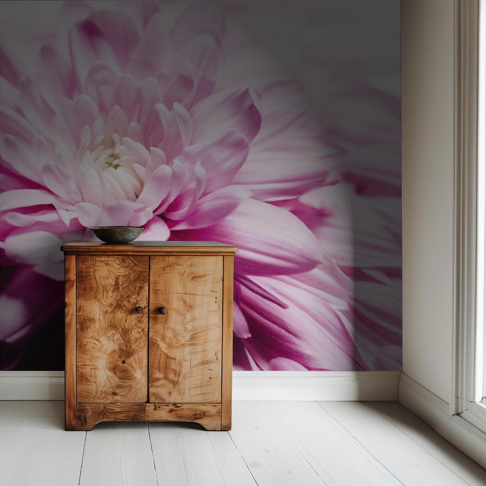 pink Chrysanthemum Blossom | Wallpaper
